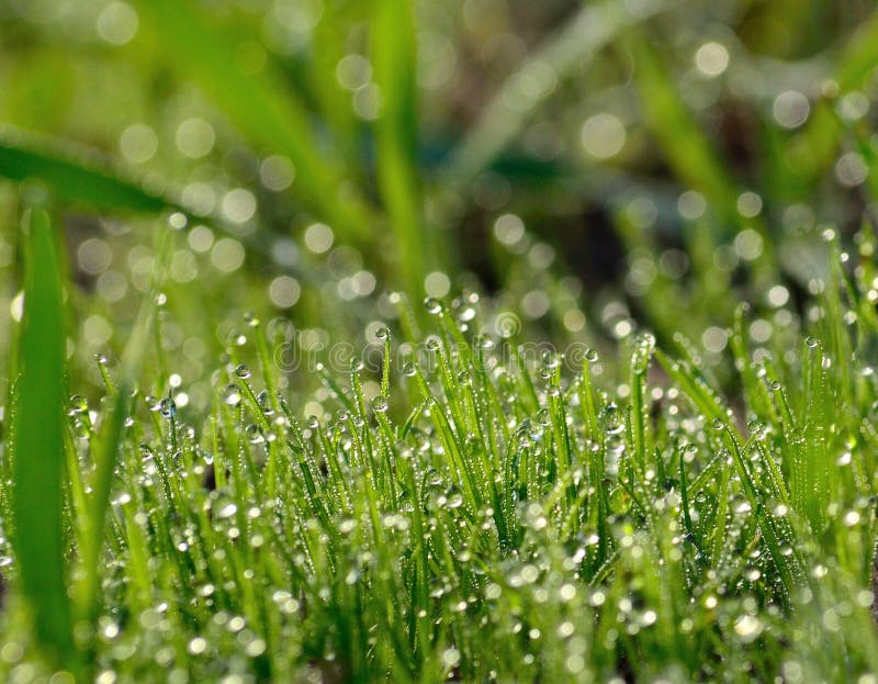 Mokra trawa z wiele ranków dewdrops
