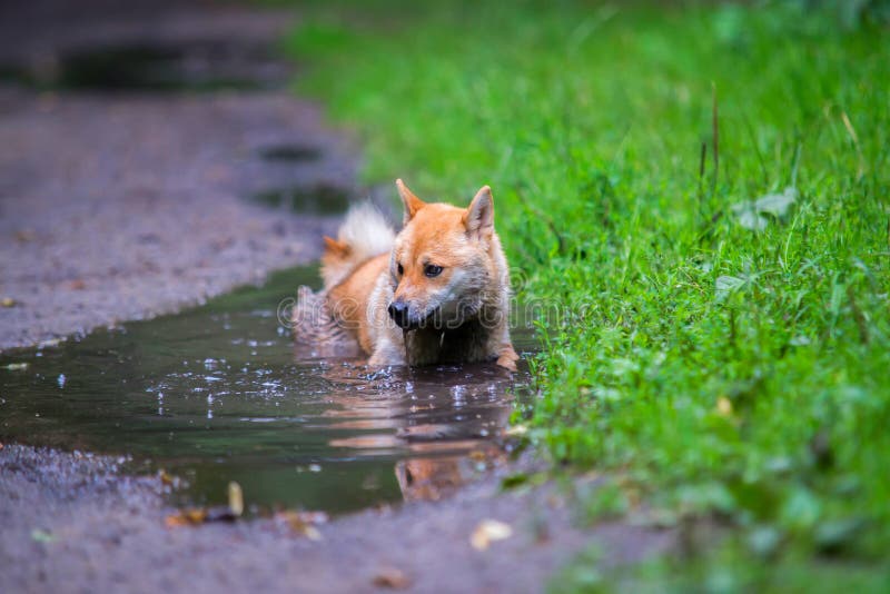 Mokry żeński shiba inu pies w kałuży zdjęcia royalty free Mokry żeński shiba inu pies w kałuży zdjęcia royalty free