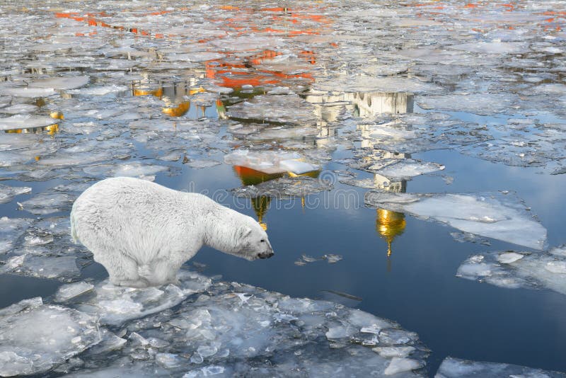Mola em Moscou. Urso polar que flutua em uma banquisa de gelo imagens de stock royalty free Mola em Moscou. Urso polar que flutua em uma banquisa de gelo imagens de stock royalty free