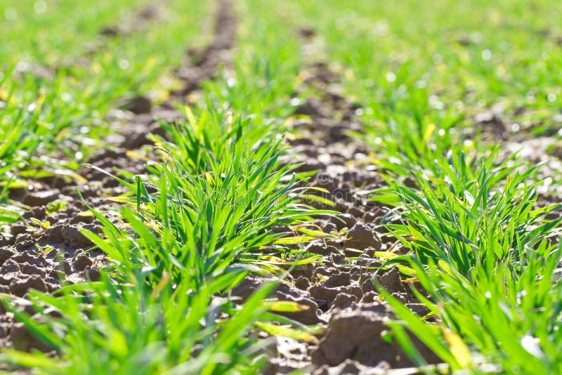 Primavera na quinta fotografia de stock