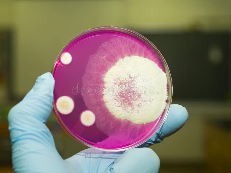 Mold stock image. Image of science, medicine, mold, biology 8166723