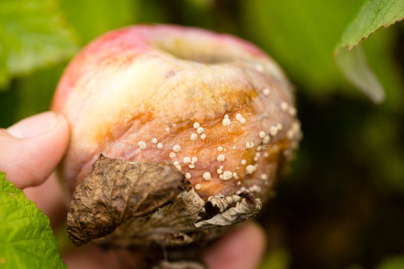 Mold In A Jar Of Apple Jam. Not Edible To Humans. Mold Texture Close Up. Improper Storage Of