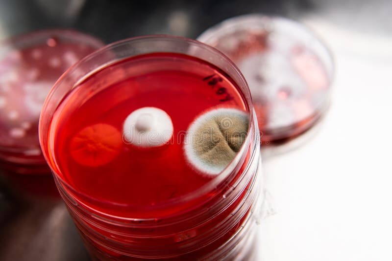 Mold and Bacteria on Red Agar. Agar Medium for Pathogens. Mold Spores
