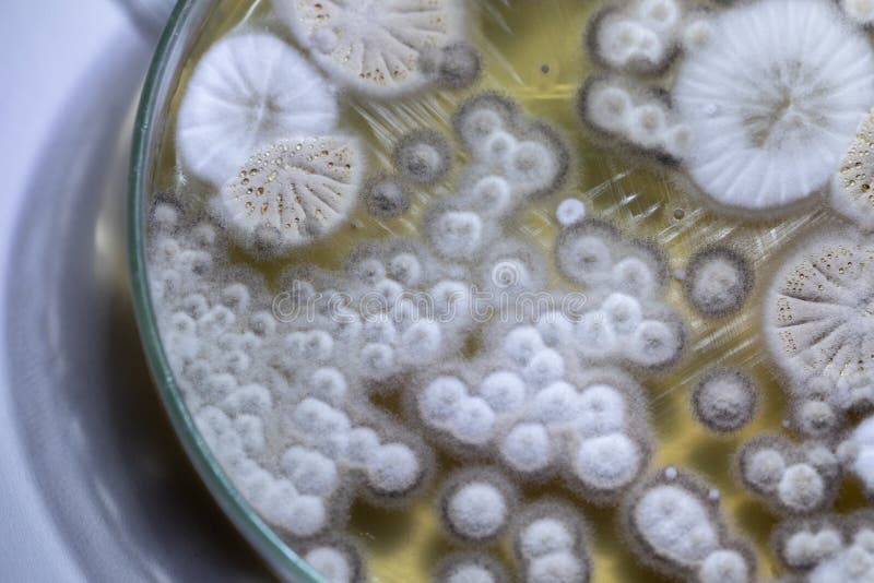 Mold Beautiful, Colony of Characteristics of Fungus Mold in culture medium plate from laboratory. stock photography Mold Beautiful, Colony of Characteristics of Fungus Mold in culture medium plate from laboratory. stock photography