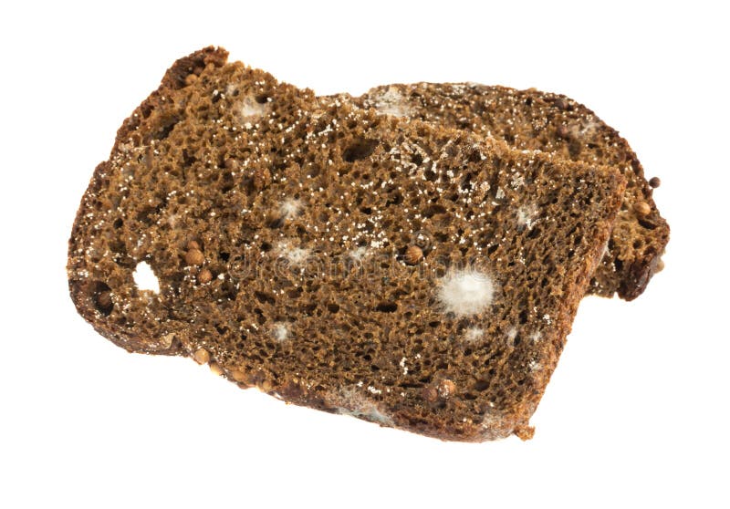 Mold on Black Bread Isolated Stock Image Image of rotten, bread