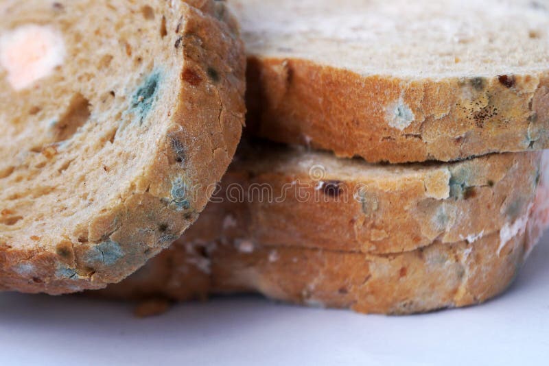 Moldy Rye Bread on a White Plate Close Up Stock Photo Image of