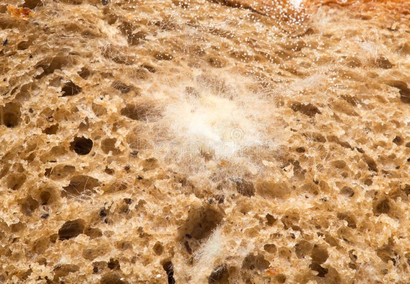 Mold on bread. macro