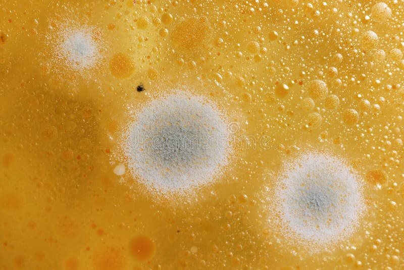 845 Chicken Mold Stock Photos Free & RoyaltyFree Stock Photos from