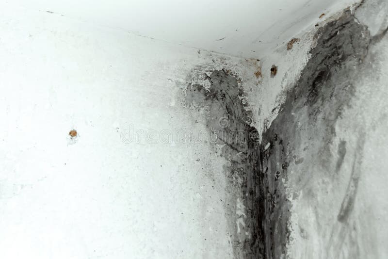 Mold in the corner of the plastic windows royalty free stock images Mold in the corner of the plastic windows royalty free stock images