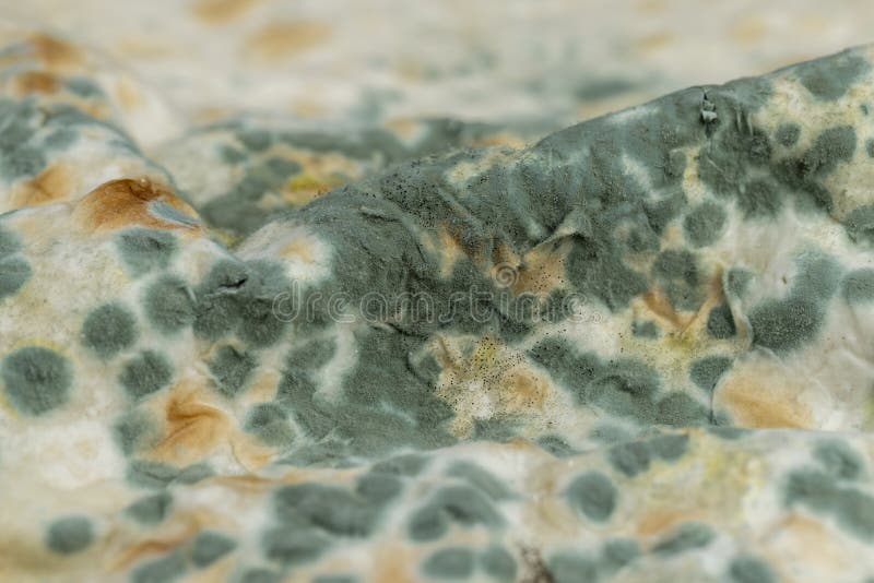 Moldcovered Spoiled Thin Wheat Pita Bread Stock Photo Image of