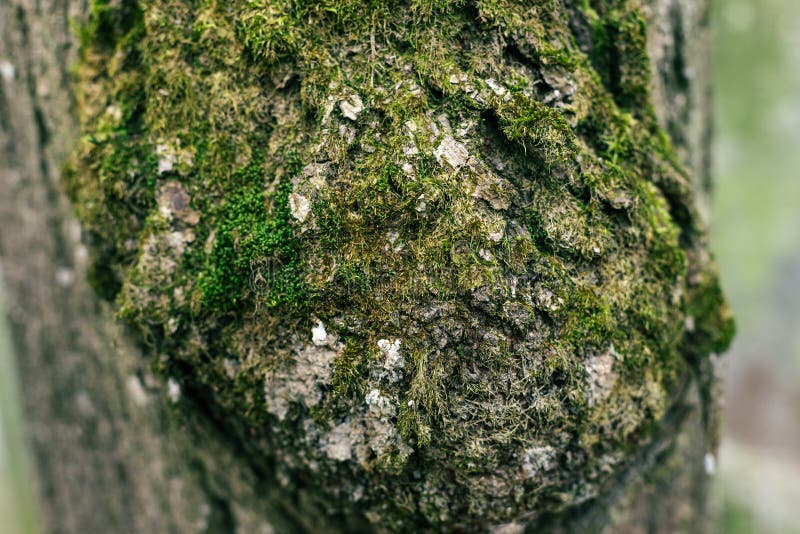 Beautiful Texture Of Tree Bark With Moss And Mold Stock Photo Image