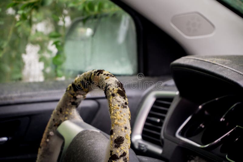 Mold Growing Inside a Flooded Car after Hurricane Harvey Stock Image Image of heartbreaking