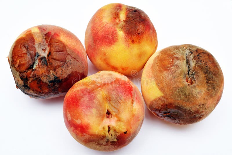 Rotten Peach stock image. Image of unhealthy, rotten, fuzzy 4595203