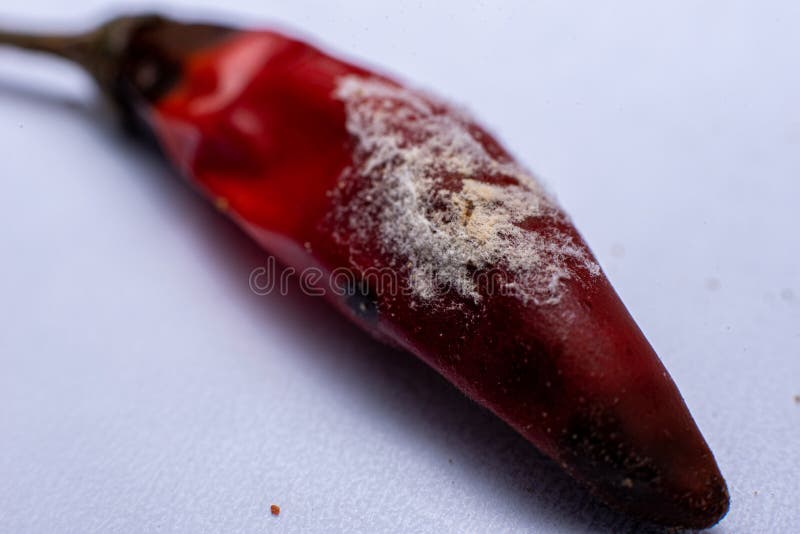 Old Peppers With Mold, Unhealthy And Disgusting Food Concept Stock