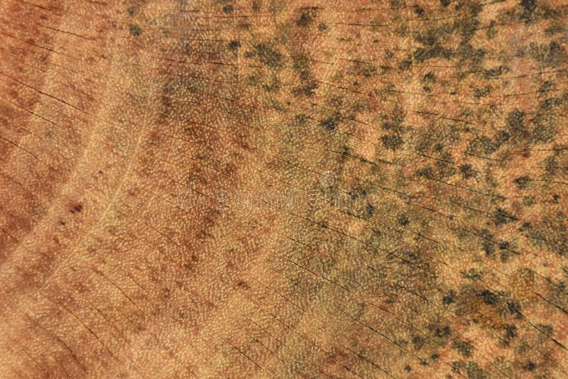 The Mold that Grows on the Brown Wood Surface is Dangerous Stock Image