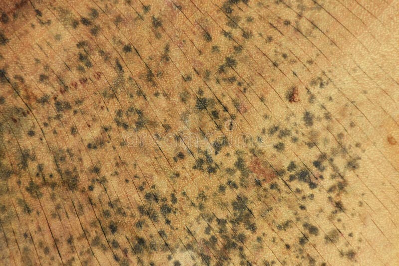 The Mold that Grows on the Brown Wood Surface is Dangerous Stock Photo
