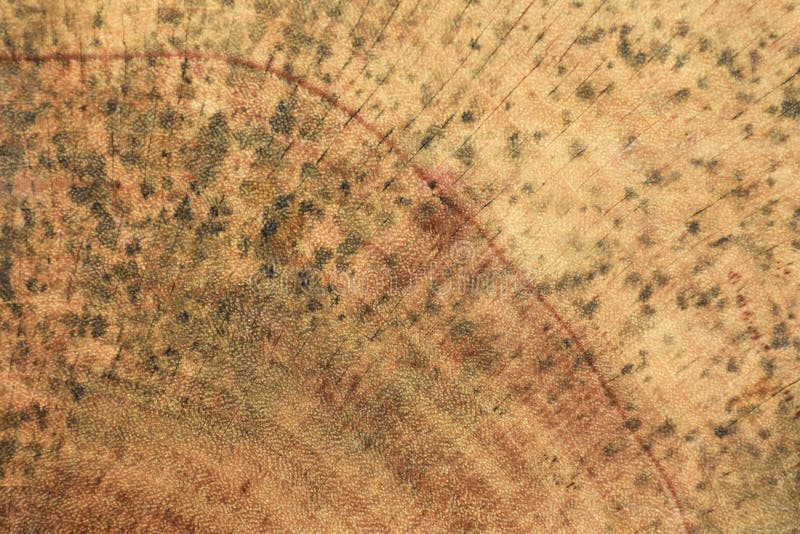 The Mold that Grows on the Brown Wood Surface is Dangerous Stock Photo