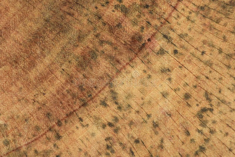 The Mold that Grows on the Brown Wood Surface is Dangerous Stock Photo