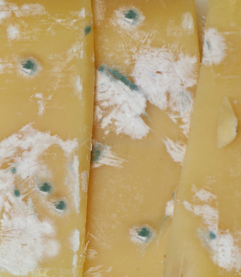 Spoiled cheese with mold stock photo. Image of product 101718982