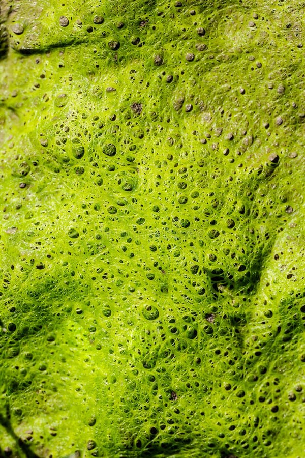 Mold and Moss on a Tree Trunk Stock Photo Image of pattern, mold