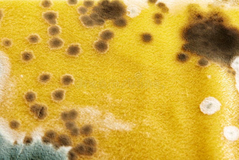 Mold stock photo. Image of pasta, malodorous, abstraction 31743380