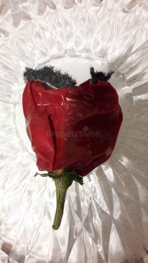 991 Black Pepper Mold Stock Photos Free & RoyaltyFree Stock Photos from Dreamstime