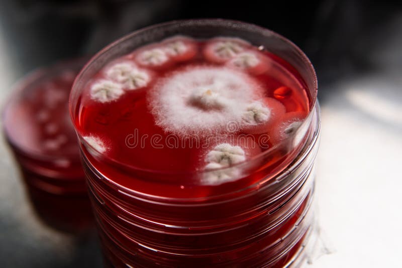 Mold in a Petri Dish. Microbiological Studies in Laboratory Conditions