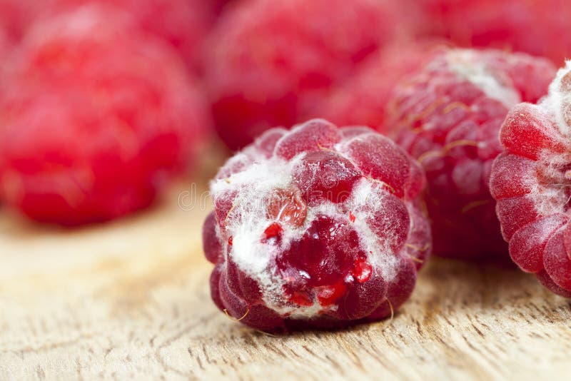 Mold on the raspberries stock image. Image of fungus 80371877
