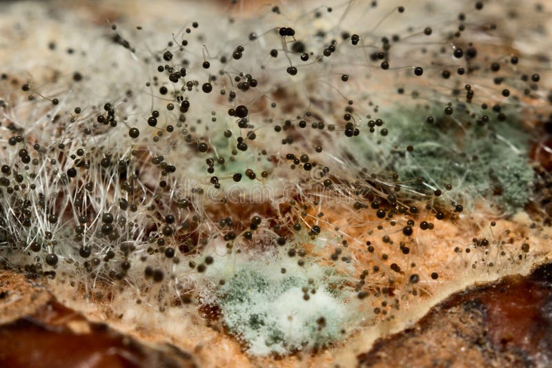 Mold Rhizopus stolonifer macro