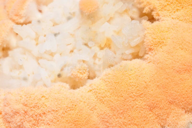 Mold In Rice Stock Photo Image 49074690