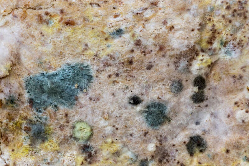 Mold Spores on Slices Bread. Stock Photo Image of crutch, illness