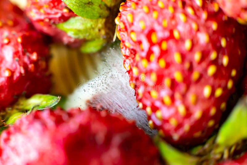 Strawberries With Mold. Bad Fruit. Bad Strawberries. Stock Image