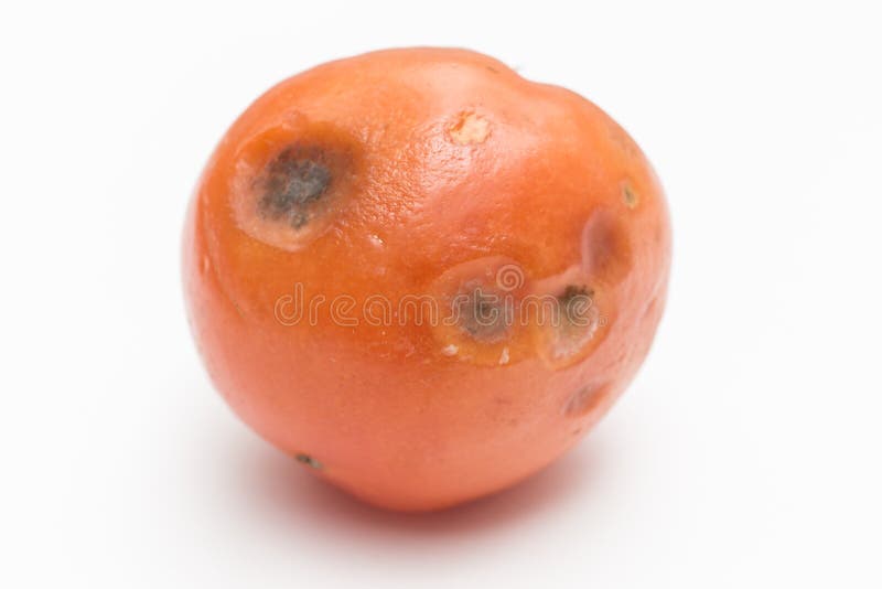 Mold On Tomato Royalty Free Stock Photos Image 38773928