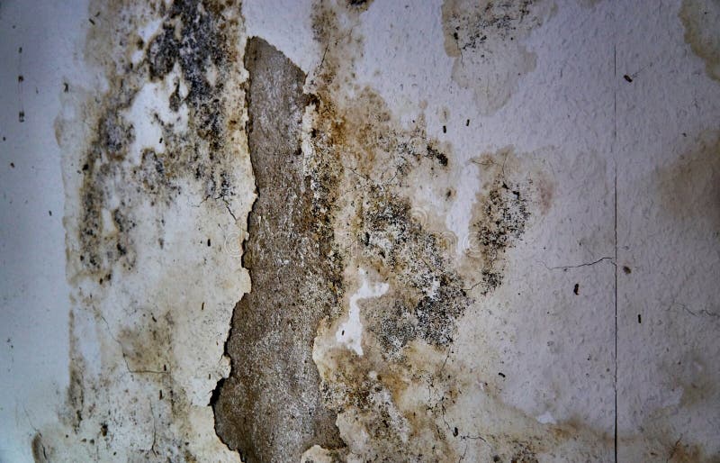 Apartment Mold(Aspergillus) Stock Photo Image of home, black 4669936