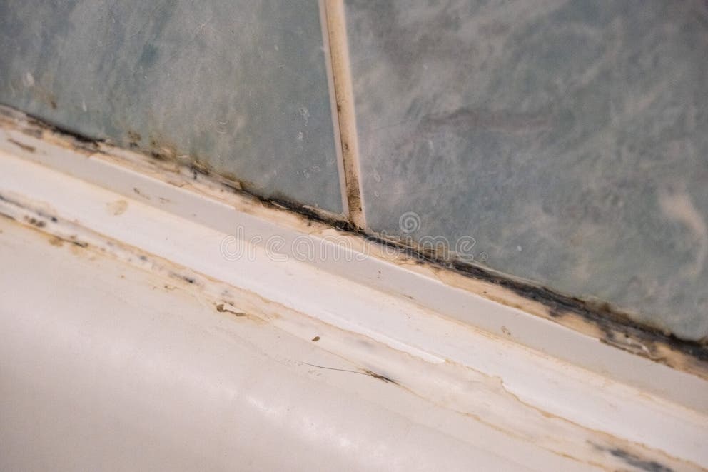Mold on the Wall in the Bathroom. Humidity in the Room. Stock Image ...