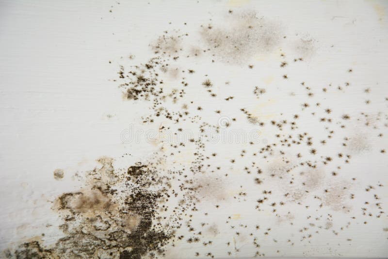 Mold, Fungus, Bacteria on White Background. Mold Growth on Old White