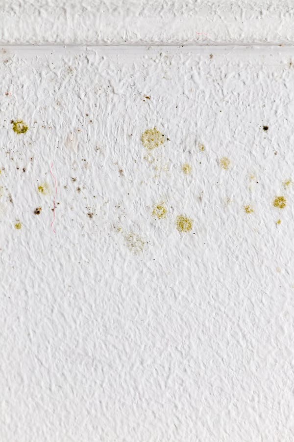 Mold on a White Wall As a Background Stock Image Image of black