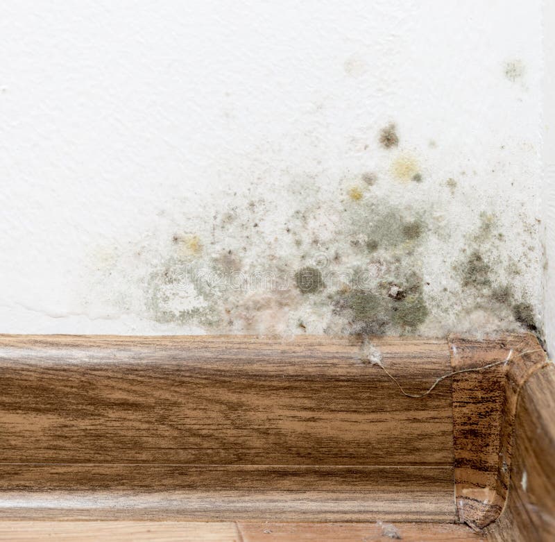 Mold on the White Wall in the House Stock Photo Image of texture