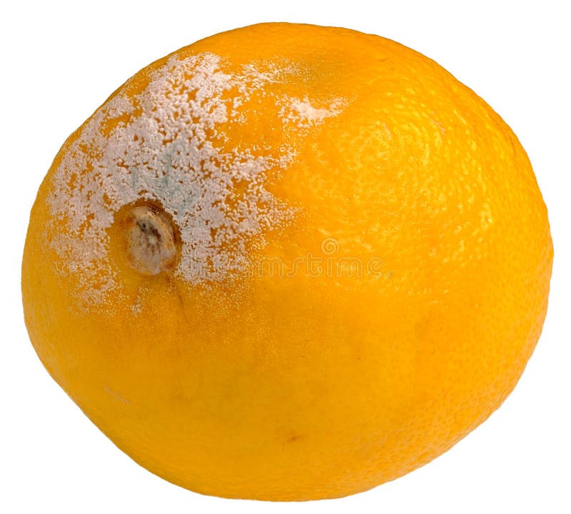 Mold on Yellow Lemon. Spoiled Rotting Fruits with Mold on a White