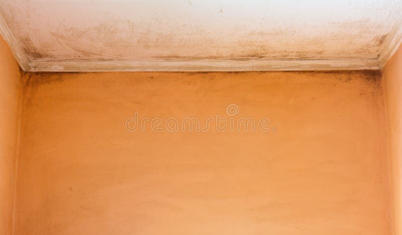 Molde na sala fotografia de stock royalty free Molde na sala fotografia de stock royalty free