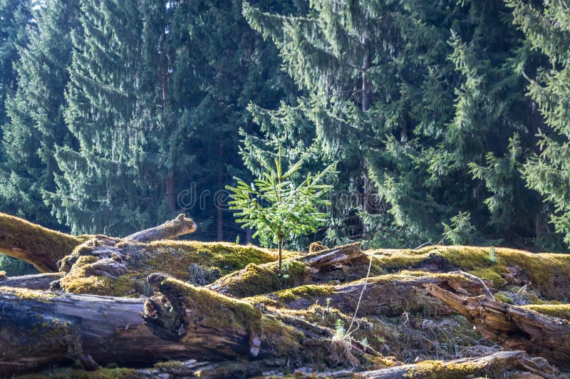 Molding trees stock image. Image of growing, brown, surface 98212599