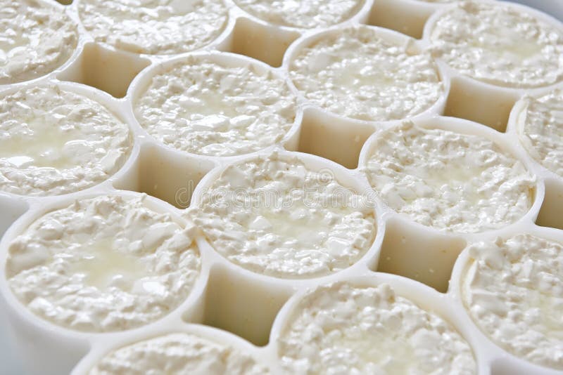Molds with Semifinished for Production Camembert Stock Image Image of
