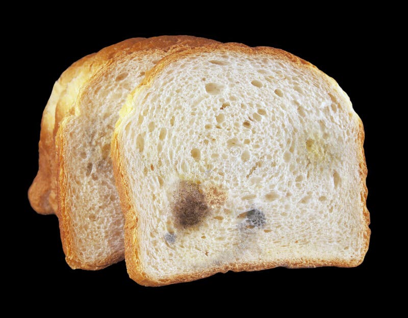 Moldy bread stock image. Image of mould, stale, rubbish - 33439649