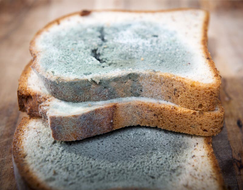 Moldy Bread stock photo. Image of mouldy, white, health 52011402