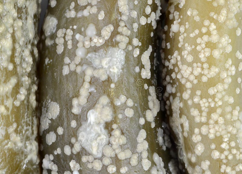 Moldy cucumber pickles