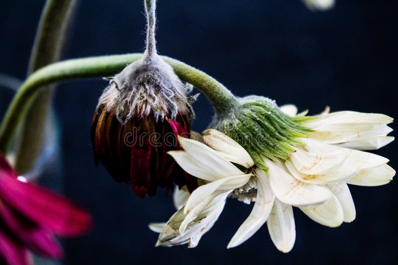 Moldy Flower Head of a Gerbera on a Black Background Stock Photo