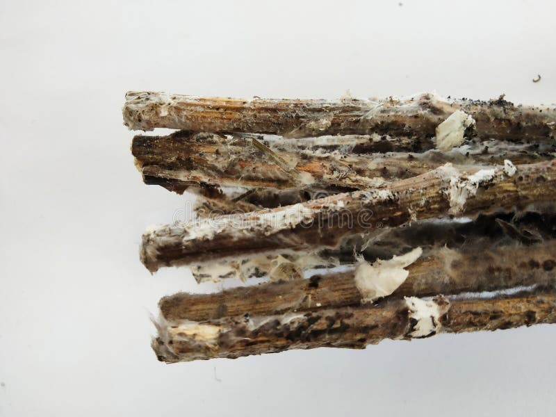 Moldy flower stalks stock image. Image of moldy, mold 211565567