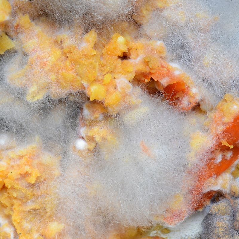 Moldy food