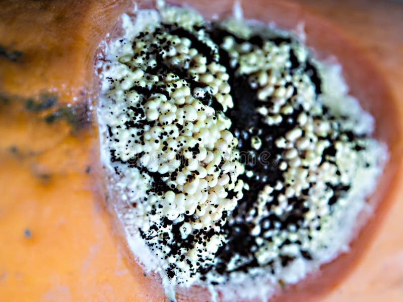 Moldy Fruit, Fruit Rotten, Mold on the Fruit. Stock Photo Image of