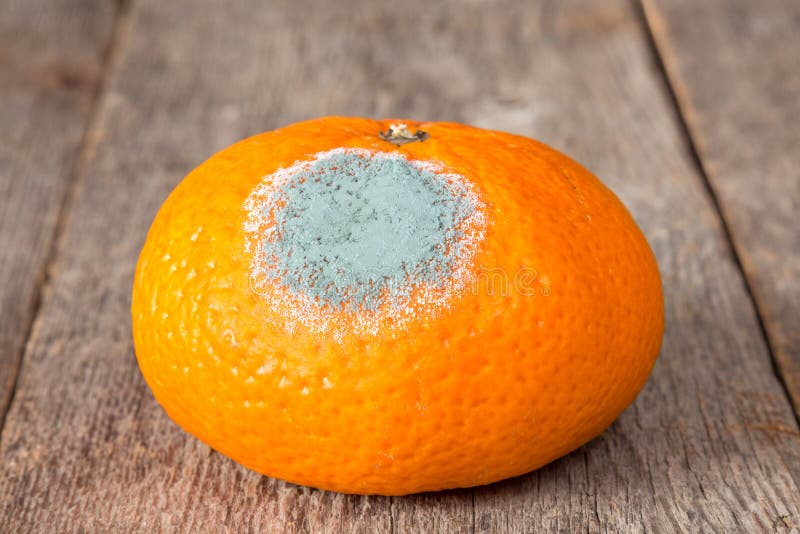 Moldy Mandarin on a Wooden Background Stock Image Image of food